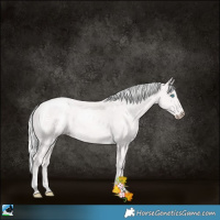 Horse Color:Platinum Cremello Rabicano