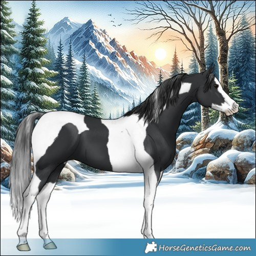 Horse Color:Black Splash Tobiano 