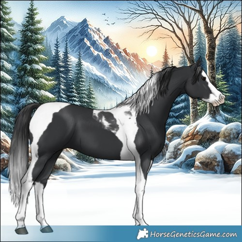 Horse Color:Black Splash Tobiano 