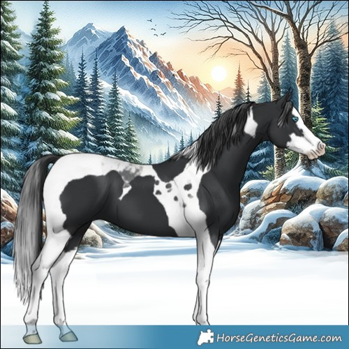 Horse Color:Black Splash Tobiano 