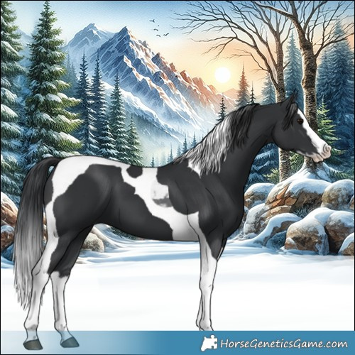 Horse Color:Black Splash Tobiano 