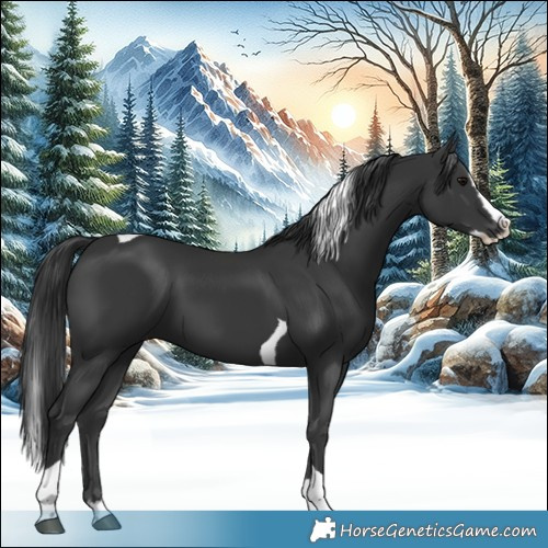 Horse Color:Black Splash Tobiano
