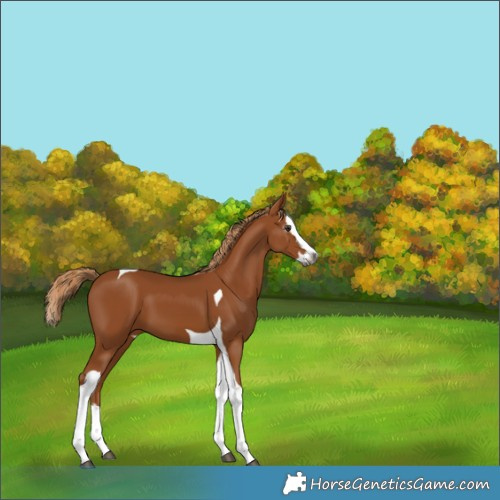 Horse Color:Gray Chestnut Splash Tobiano 