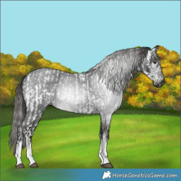 Horse Color:Liver Chestnut Sabino Splash Snowflake Varnish and Gray White Spotted Liver Red Roan