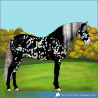 Horse Color:Bay Tobiano Leopard 