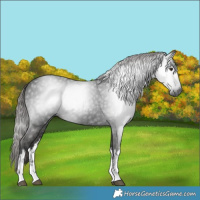 Horse Color:Gray White Spotted Liver Chestnut