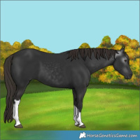 Horse Color:Gray White Spotted Liver Chestnut 
