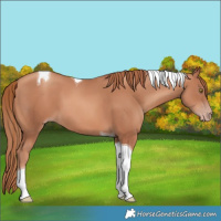 Horse Color:Gold Champagne Tobiano