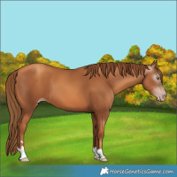 Horse Color:Gray Gold Champagne