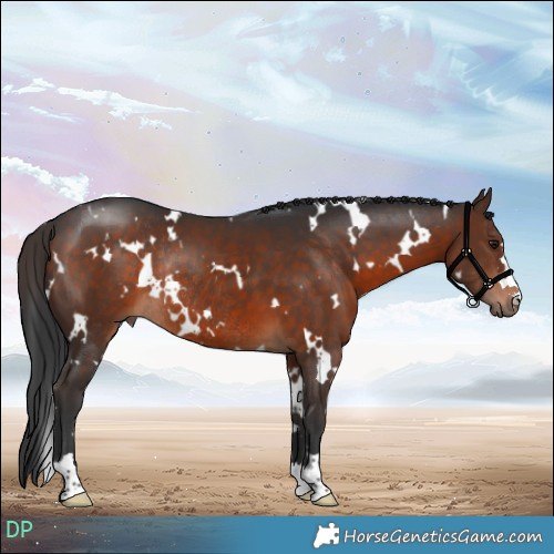 Horse Color:White Spotted Brown Rabicano 