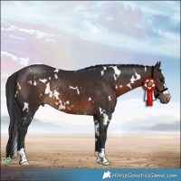 Horse Color:White Spotted Brown Rabicano 