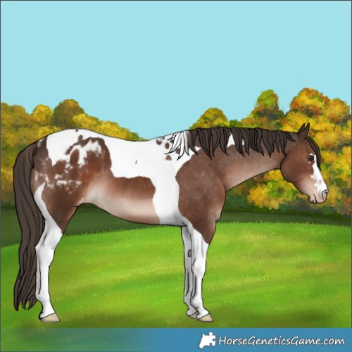 Horse Color:Liver Chestnut Tobiano Appaloosa