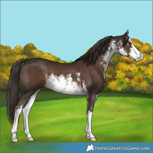 Horse Color:White Spotted Liver Chestnut