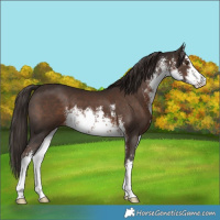 Horse Color:White Spotted Liver Chestnut 