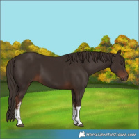 Horse Color:White Spotted Liver Chestnut 