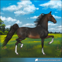 Horse Color:Gray White Spotted Buckskin 