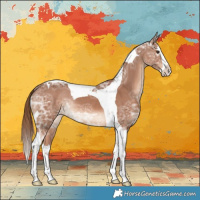 Horse Color:Chestnut Ice Splash Tobiano Appaloosa Rabicano 