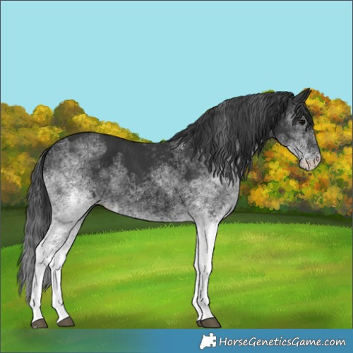 Horse Color:White Spotted Black