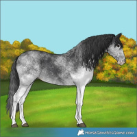 Horse Color:White Spotted Black