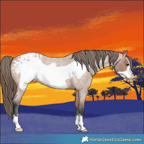 Horse Color:Bay Roan Frame Appaloosa 
