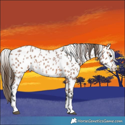 Horse Color:Bay Roan Appaloosa 