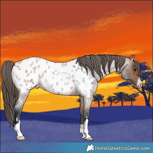 Horse Color:Bay Roan Appaloosa 