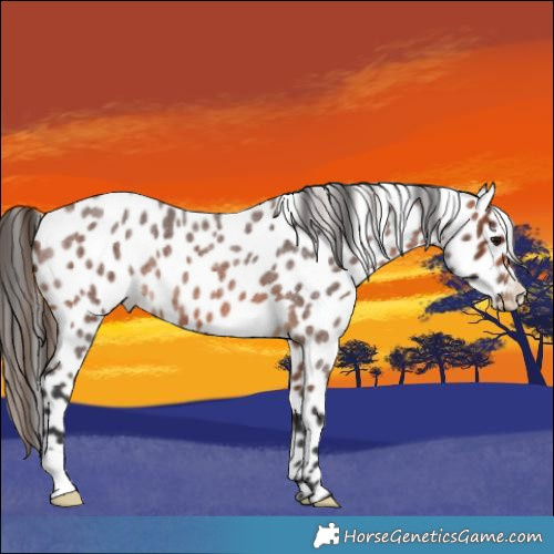 Horse Color:Bay Roan Appaloosa 