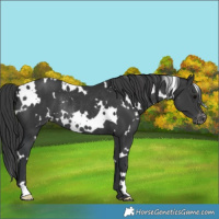 Horse Color:White Spotted Black Varnish Rabicano