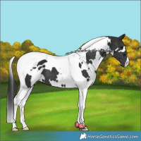 Horse Color:White Spotted Black Tobiano 