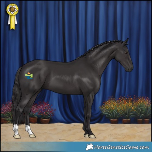 Horse Color:Smoky Black 