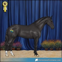 Horse Color:Smoky Black 