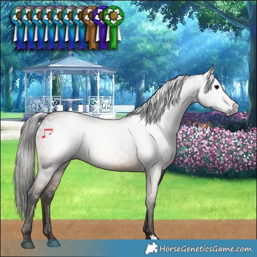 Horse Color:Gray Bay 