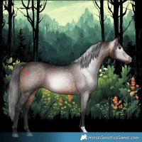 Horse Color:Gray Bay 