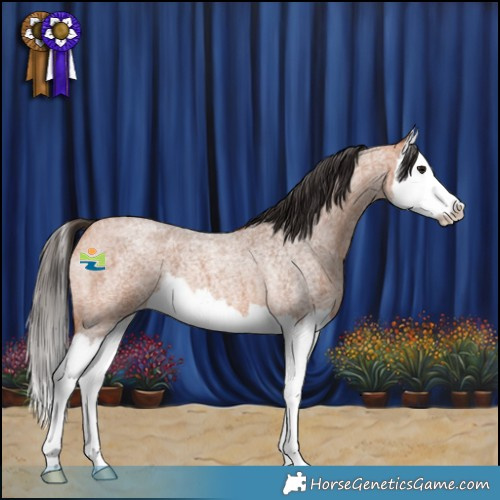 Horse Color:Bay Roan Splash 