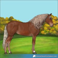 Horse Color:Chestnut 
