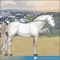Horse Color:Gray Chestnut Splash Frame 