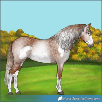 Horse Color:Gray Chestnut Splash Frame