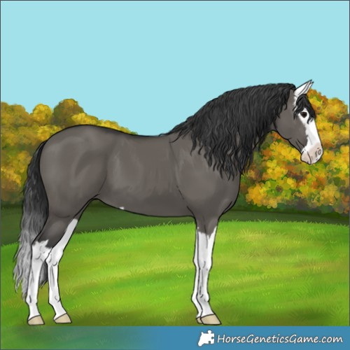 Horse Color:Grullo Splash 