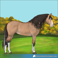 Horse Color:Bay Dun Splash 
