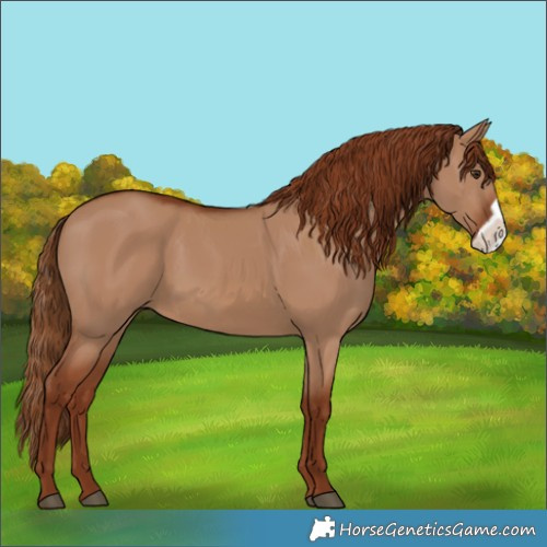 Horse Color:Red Dun Frame 