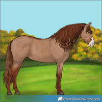 Horse Color:Red Dun Frame 