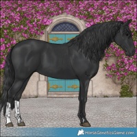 Horse Color:Black  and Black 