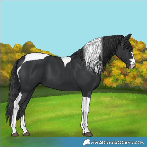 Horse Color:Black Tobiano 
