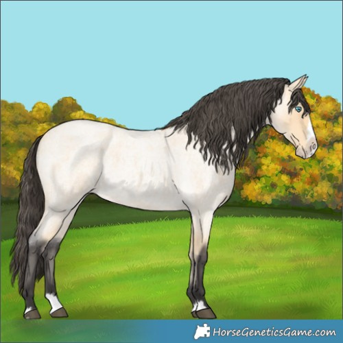 Horse Color:Buckskin Roan Splash 
