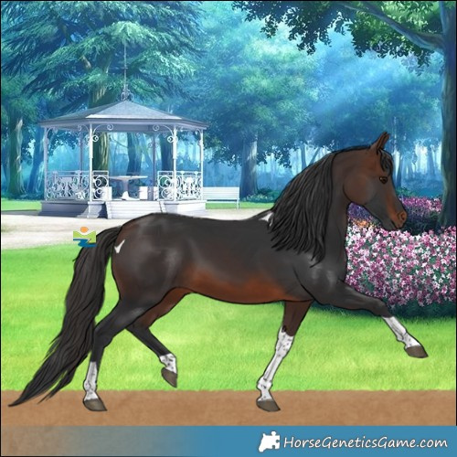 Horse Color:Brown Tobiano 