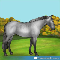Horse Color:Gray White Spotted Liver Red Roan
