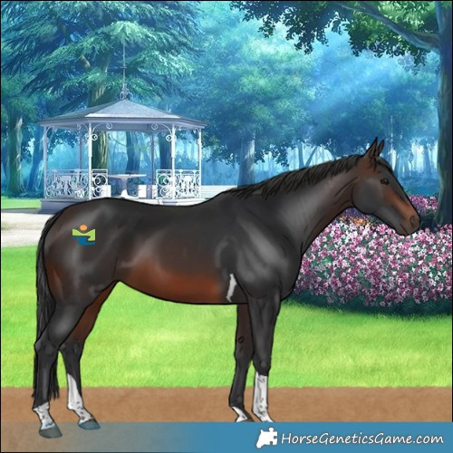 Horse Color:Brown Tobiano 