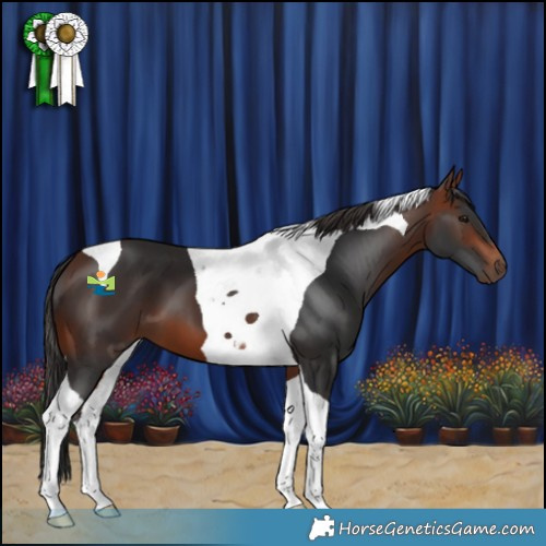 Horse Color:Bay Tobiano 