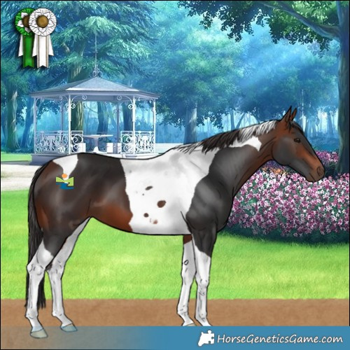 Horse Color:Bay Tobiano 