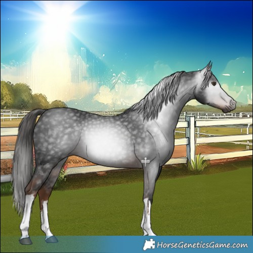Horse Color:Gray White Spotted Liver Chestnut 